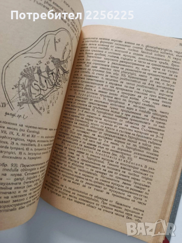 Анатомия 1947г, снимка 7 - Специализирана литература - 54030750