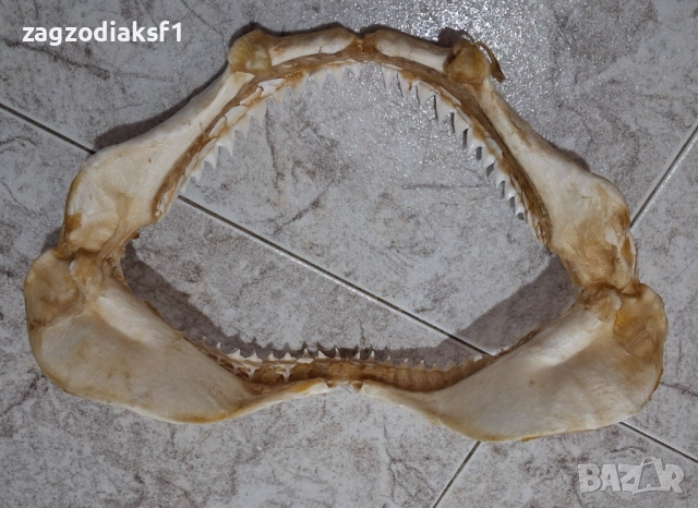 Челюст от Бул Шарк "БИЧА АКУЛА" 100% Истинска, снимка 10 - Колекции - 52799291