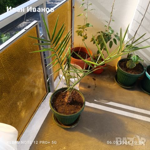 финикова палма фурма, снимка 1 - Градински цветя и растения - 45602687