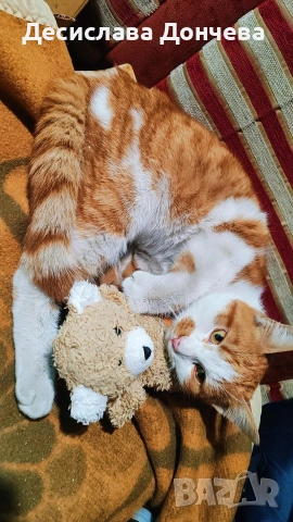 Коте Сами си търси дом, осинови го, снимка 10 - Други - 53033204