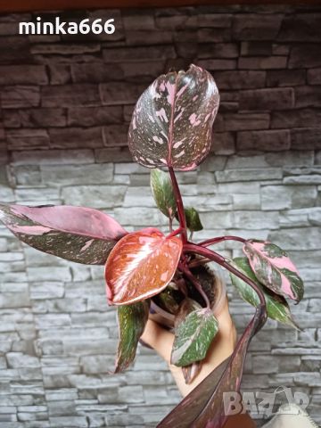 Филодендрон pink princess , снимка 1 - Стайни растения - 46108042