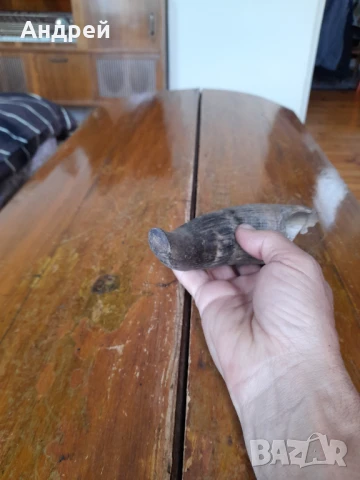 Стар рог #2, снимка 5 - Други ценни предмети - 50607528