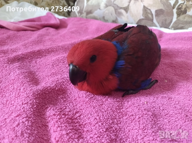 Папагал еклектус , снимка 13 - Папагали - 52723213