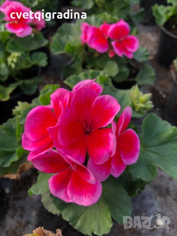 Pelargonium zonale (Моловка), снимка 3 - Градински цветя и растения - 53974671