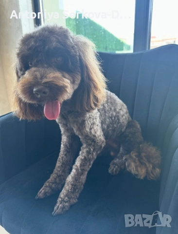 Пудел Мини /Poodle Mini