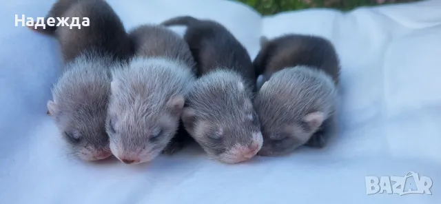 Декоративни порчета/фретки, снимка 4 - Други - 46270985