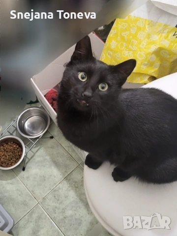 Търся Добър Осиновител , снимка 3 - Други - 52807090