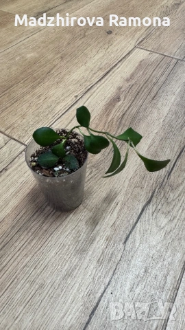  Hoya Хоя Carmelae 