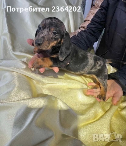 Мини дакел, снимка 2 - Дакели - 54247860