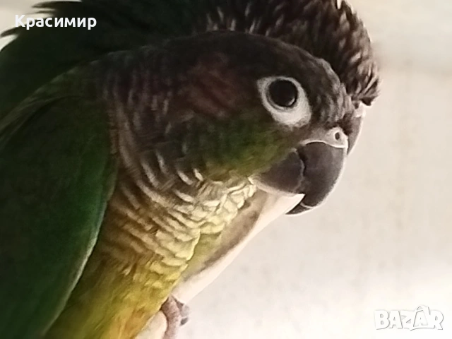 различни видове птици, снимка 3 - Папагали - 53807938