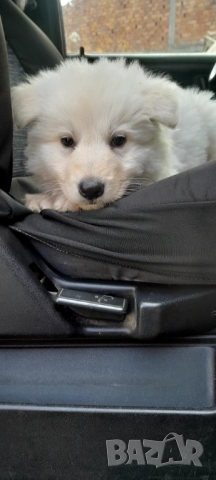 Швейцарска бяла овчарка, снимка 4 - Бяла овчарка - 52263236