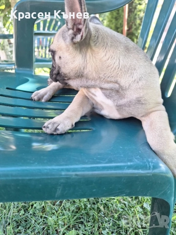 Френски булдог - пясъчни , снимка 2 - Френски булдог - 52114758