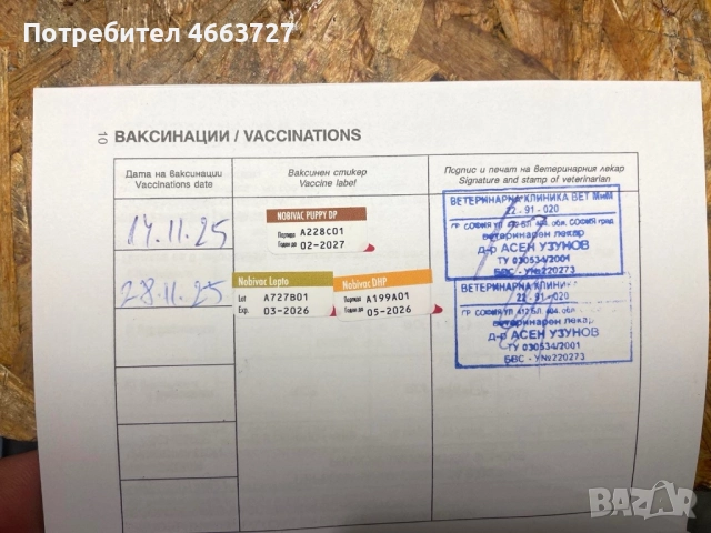 Продавам Белгийски овчарки, снимка 4 - Белгийска овчарка - 52579124