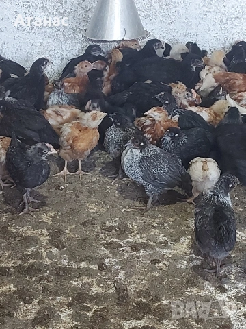 Черен Австралорп, черен и кафяв Доминант и кръстоска снасящи цветни яйца. Нова Загора. 
