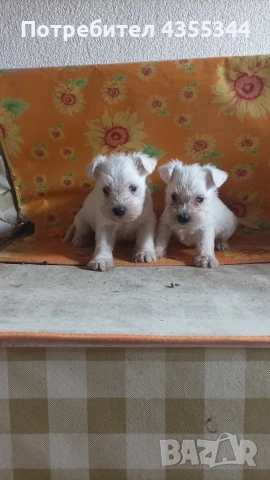 Цвергшнауцер , снимка 7 - Други - 54080125