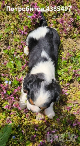 Момче кавалер Кинг Чарлз Шпаньол , снимка 4 - Кавалер кинг чарлз шпаньол - 54208438