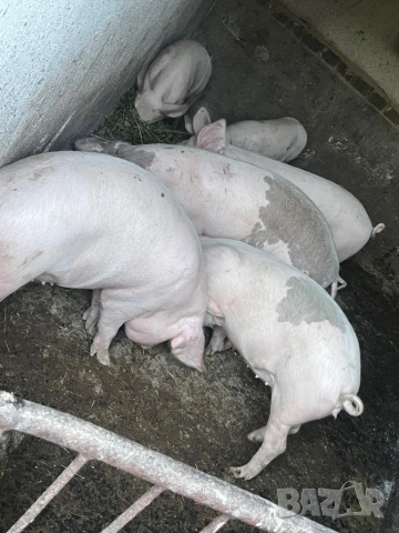 Домашни прасета 100-130 кг, снимка 3 - Прасета - 53134235