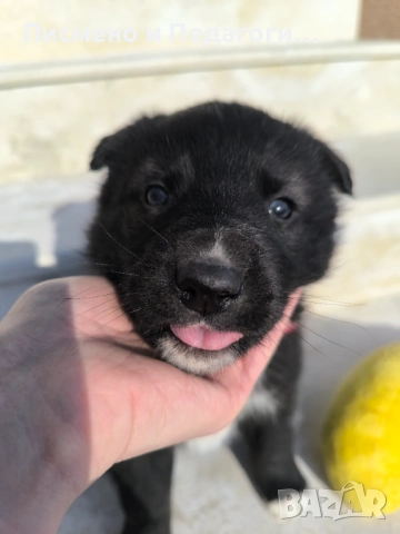 Малка госпожица търси дом