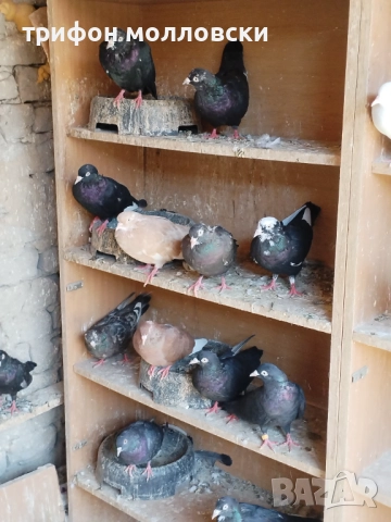 Гълъби на глас и въртене , снимка 11 - Гълъби - 51800997