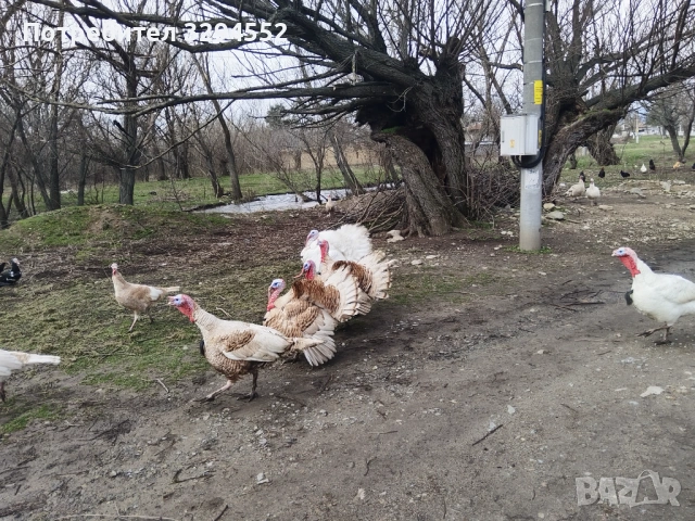 Пуйки и Пуяци , снимка 8 - Кокошки и пуйки - 53632545