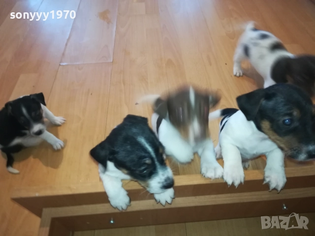 бебета-ДЖАК РЪСЕЛ 40 ДЕНА 3009252022, снимка 5 - Джак ръсел териер - 51895952