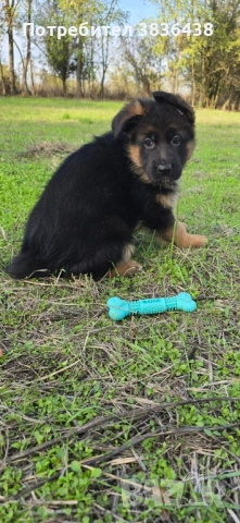 Чистокръвни немски овчарки, снимка 9 - Немска овчарка - 52158703