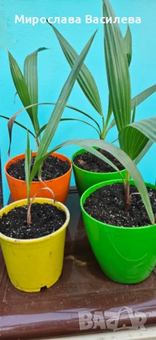 Палми Вашингтония