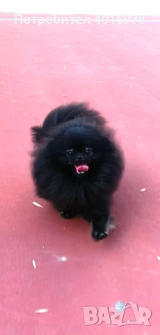 Померан Момиче с Родословие FCI, снимка 8 - Померан - 52822184