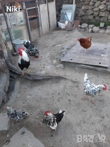 Продавам минало годишни кокошки 5бр.и два броя петли, снимка 6 - други­ - 54037469
