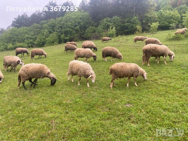 Овце 22 броя , снимка 1 - За селскостопански - 45421688