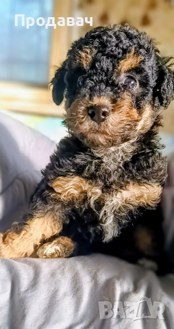  Пудел мини, снимка 4 - Пудели - 52791076