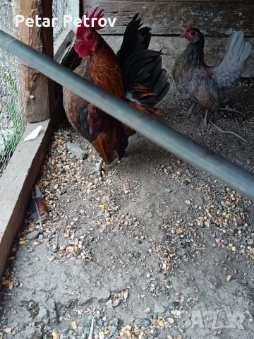Декоративни кокошки , снимка 7 - Кокошки и пуйки - 51707427