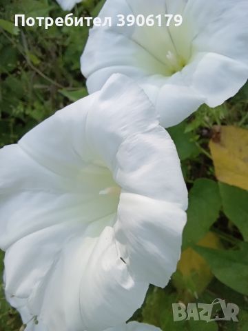 Бели фунийки, снимка 6 - Градински цветя и растения - 45294557
