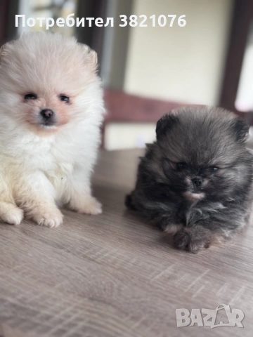 Померан - момиче  и момче, снимка 5 - Померан - 54179122