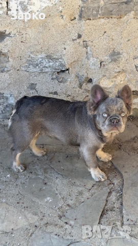 Френски булдог, снимка 6 - Френски булдог - 53588070