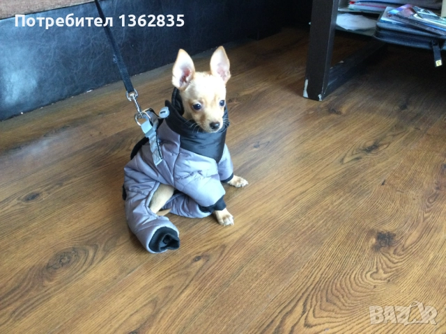 НОВ топъл сив зимен гащеризон за куче от Италия S и M размер, снимка 2 - За кучета - 51929265