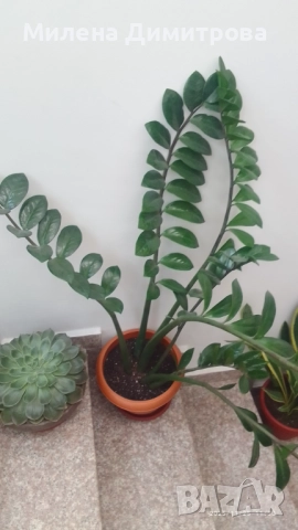 Замиокулкас