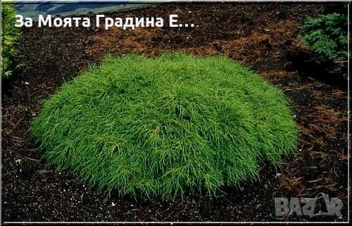 Лъжекипарис - Нана, снимка 2 - Градински цветя и растения - 53634311