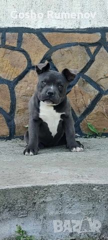 AMERICAN BULLY-POCKET, снимка 4 - Други - 44481047