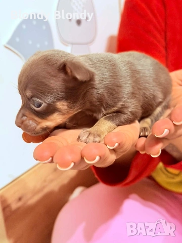 Кучета Чихуахуа Мини пинчер , снимка 9 - Чихуахуа - 53598696