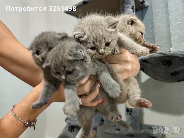 Шотландски клепоухи котенца, снимка 1 - Британска късокосместа - 46143567