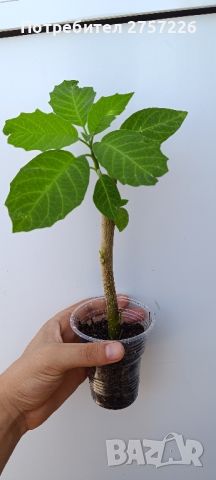 Brugmansia suaveolens , снимка 5 - Стайни растения - 46427276