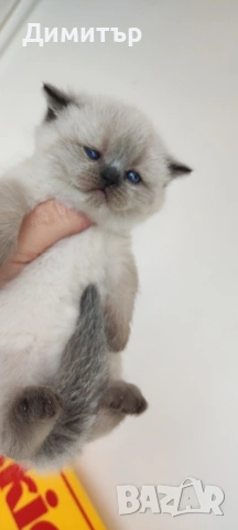 Шотландски котета