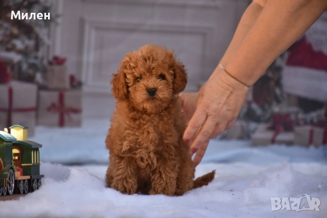 Той пудел (Toy poodle), снимка 9 - Пудели - 52534062