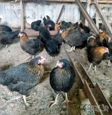 Ярки пред пронасяне Супер Харко, снимка 2 - Кокошки и пуйки - 53614822