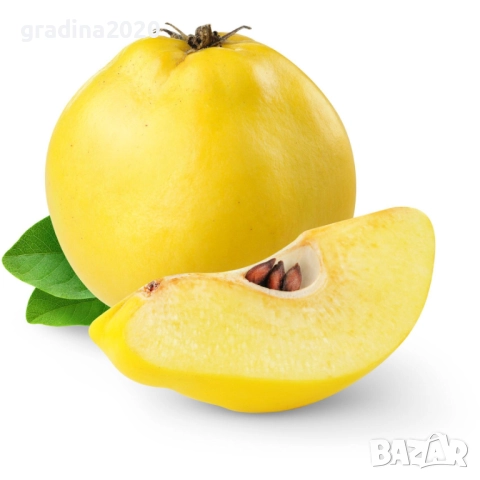 Дюля - Фиданки, снимка 3 - Разсади - 52743430