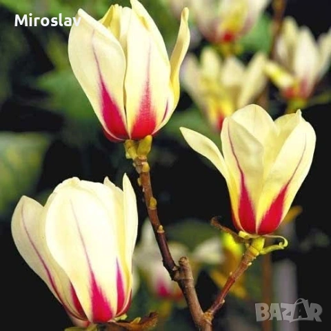 Магнолия "Сънрайз", снимка 2 - Градински цветя и растения - 53984976