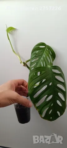 Monstera adansonii , снимка 4 - Стайни растения - 48336097