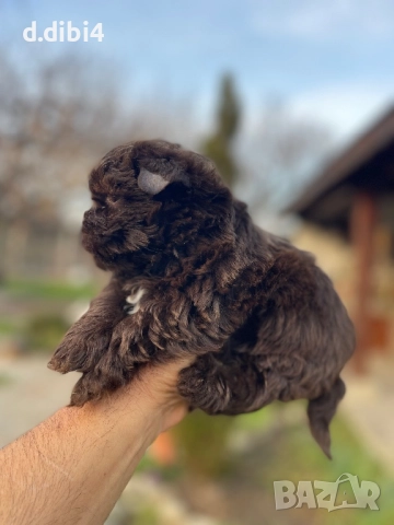 Йоркширски териер -шоколадово!!, снимка 3 - Йоркширски териер - 52705136