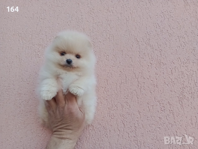 Померани. Реални снимки !!! , снимка 6 - Померан - 54144368